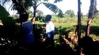 BADIA PAUL FALLING ON A VERY BIG SNAKE