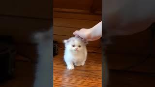 ️#animals #cat #catlover #cats #catshorts #catvideos #cute #cutecat #kitten #kitty