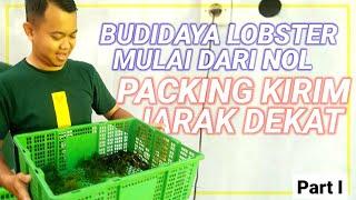 Budidaya Lobster untuk Pemula - Dari Nol Sampai Packing Kirim Lobster Jarak Dekat - Part 1