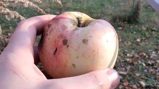 The November Peach Apple