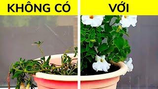 Những thủ thuật làm vườn thông minh dành cho những người yêu thích cây xanh 