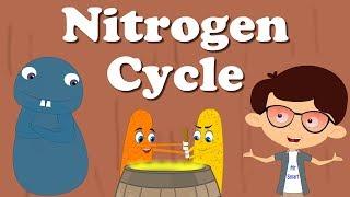 Nitrogen Cycle  #aumsum #kids #science #education #children