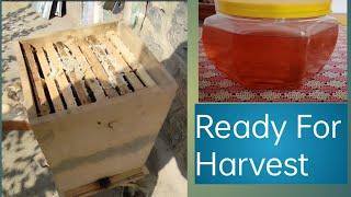 Ready For harvest apis cerana honey #harvest2023 #honeycombs @Kashmiribeekeeper