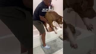 shower time with three dogs #dogs #pets #dogdad