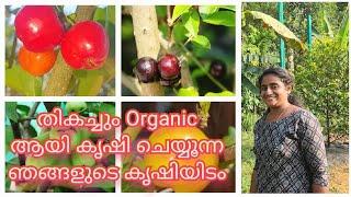 സ്നേഹ Organic farm ലെ  കൃഷി കാഴ്ച്ചകൾ