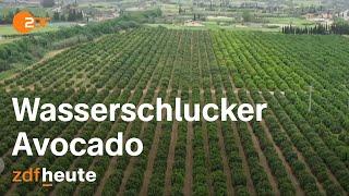 Avocado-Plantagen boomen in Portugal - und verwüsten das Ackerland  auslandsjournal