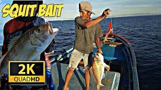 Wajib Coba guys.. Mancing Dengan Umpan  Cumi Target Ikan Besar.. squid bait2K