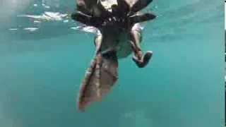 Flightless Cormorant - Galapagos Islands