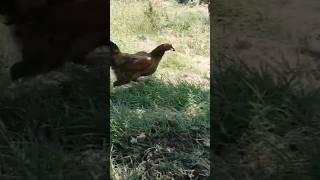 تربية الدجاج لمكافحة حشرة حفار الساق والكابنودس