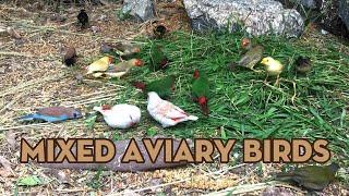 Mixed Aviary Birds
