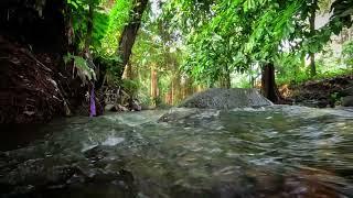 The sound of a river that melts your brain the voice of a bird study sleep relaxation ASMR