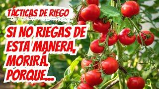 Domina el cuidado de los tomates Enraizamiento efectivo y estrategias de riego #tomates riego