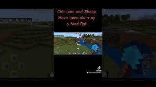 Chickens and Sheep killed by Mod Rat in #minecraft @minecraft