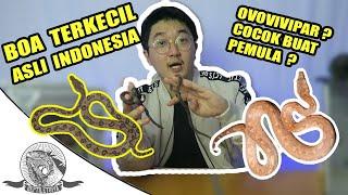 BOA TERKECIL ASLI INDONESIA  MONO POHON