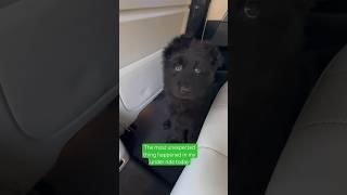 Puppy Abandoned In An Uber.