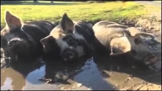 New Forest pigs in the mud