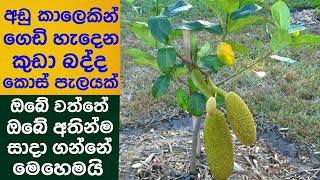 how we can grow a small jack tree to take harvest soon an make a beautiful plant.