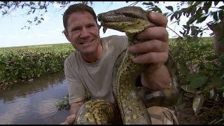 Steve Wrestles with a Green Anaconda  Deadly 60  BBC Earth