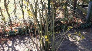 Forsythie Umpflanzen Forsythia  intermedia - NewWonder555