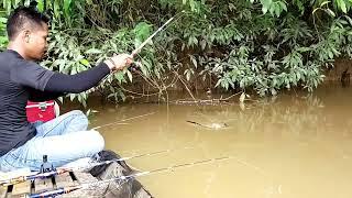 Mancing udang air keruh.udang galah mengganas di tepian sungai  mancing udang galah