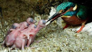 Kingfisher Chick Swallows Entire Fish  Discover Wildlife  Robert E Fuller