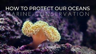 What is Marine Conservation?  How to Protect Our Oceans