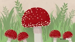 How to Identify Poisonous Mushrooms