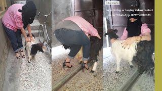 woman butcher goat Miss Ahoo routine