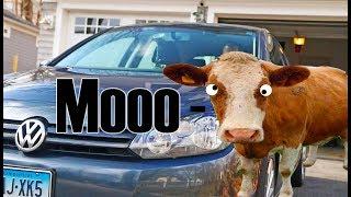 Greatest car accessory ever - Animal sound siren