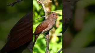 Nightingale birds chirping in spring beautiful bird sounds for relaxing spring nature video