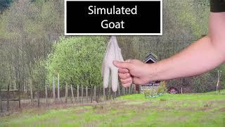 Simulated Goat MIlking