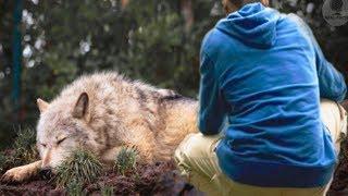 A man saved a she wolf from a trap a few years later she saved his life