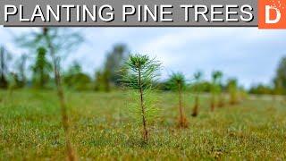 I planted 1000 pine trees in one day #teamtrees