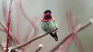 Colour changing bird in the world