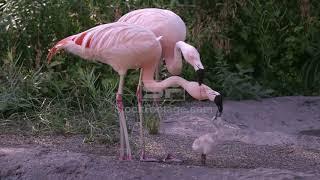 Flamingos Birds  feeding the same chick with red crop milk.  WAIT FOR IT  Weird Animal Behavior