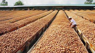 You Wont Believe How Walnut is Produced And What is Made Using Walnut