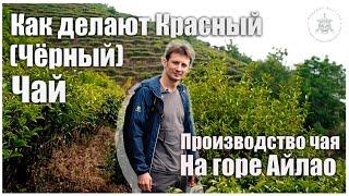 Как делают КРАСНЫЙ ЧЁРНЫЙ ЧАЙ производство чая на горе Айлао. Podarkivostoka