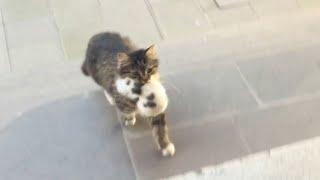 Protective Cat Carries Her Kittens Into Mosque