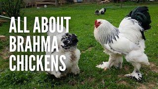 Brahma Chickens All You Need to Know About Them