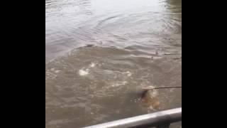 Alligator eating a hot dog in slow motion Louisiana