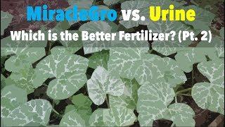 MiracleGro vs Urine Which is the Better Fertilizer? Part 2