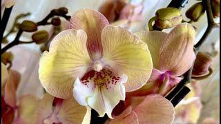 Прилетели орхидеи. Единорог Тоши Интрига Чармер бабочки и пелоры