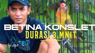 BETINA KONSLET DURASI 3 MENIT‼️BETINA PASANGAN JANTAN