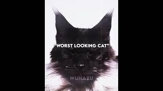 BEST LOOKING DOG VS WORST LOOKING CAT EDIT