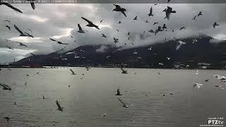 Flock of Seagulls - Juneau Alaska - October 8th 2023