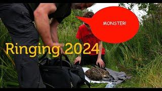 Ringing Video 2024 Monster Chicks