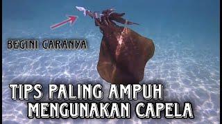 TIPS PALING AMPUH MANCING CUMI-CUMI MENGGUNAKAN KAPELAEGI