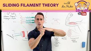 Sliding Filament Theory  Muscle Contraction