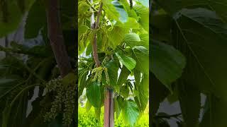 White Mulberry  #mulberrytree #mulberryfruit #whitemulberry #morus #morusalba #fruit