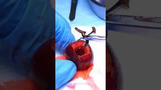 Cherry need surgery to remove worms #shorts